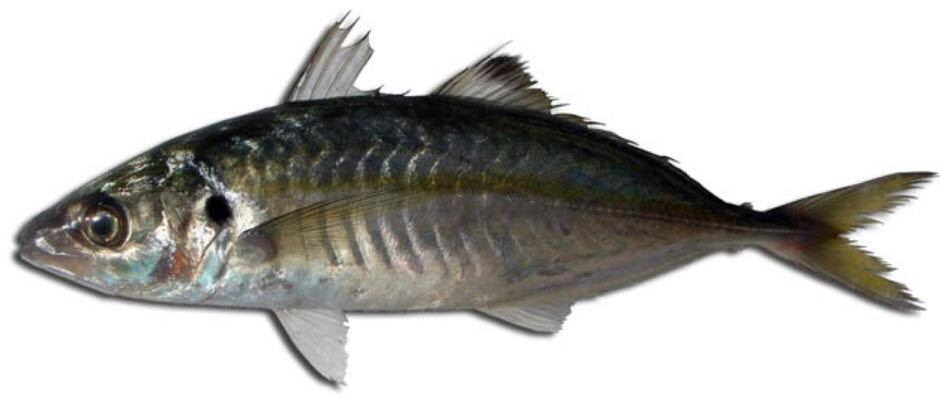 Caranx ronchus_002.jpg